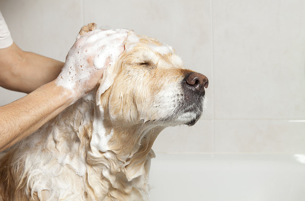 The Growing Care for Pet Well-Being, Blog, SenseTest
