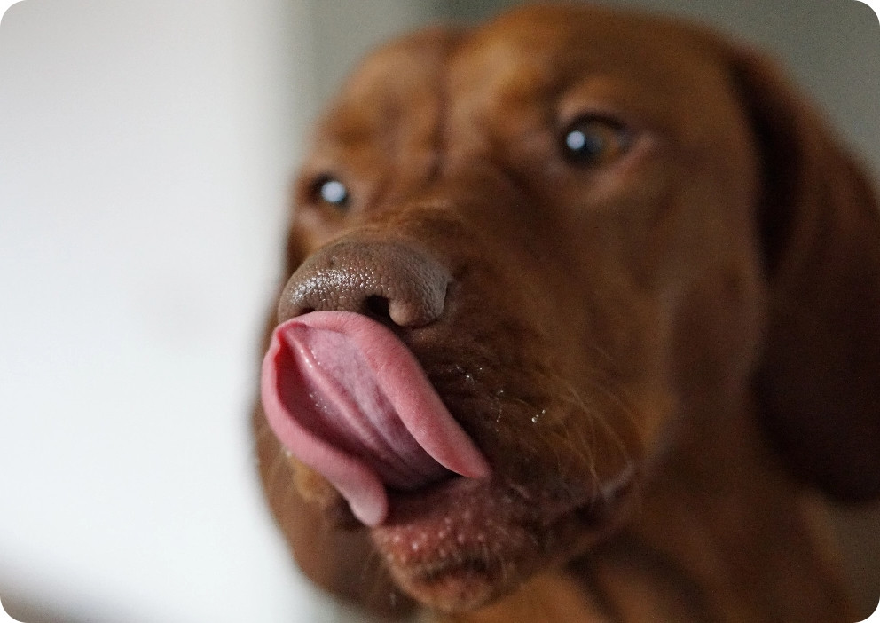 Aroma Matters: Why Your Pets Care About Smell More Than Taste, Blog, SenseTest