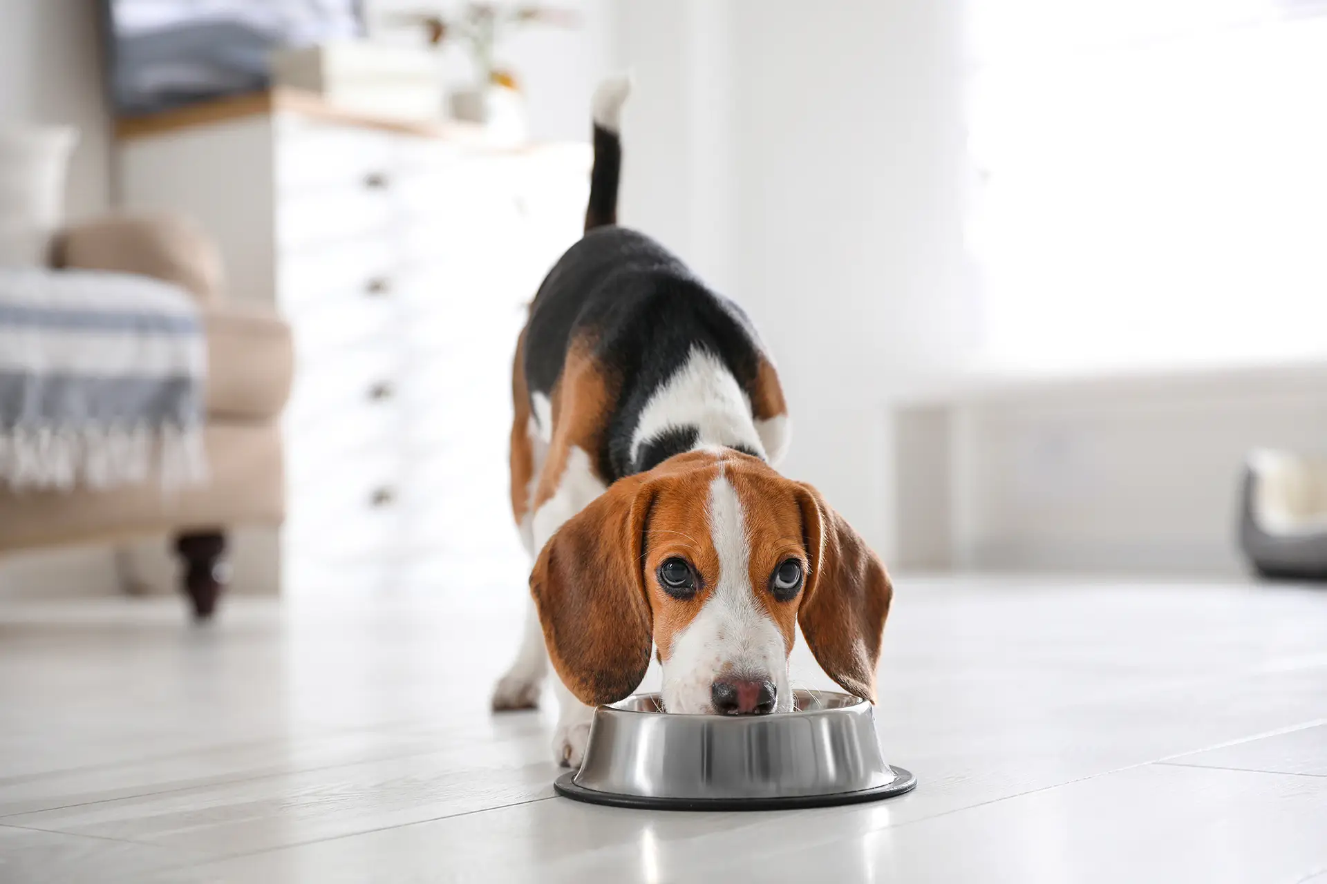 Sense Pet, SenseTest